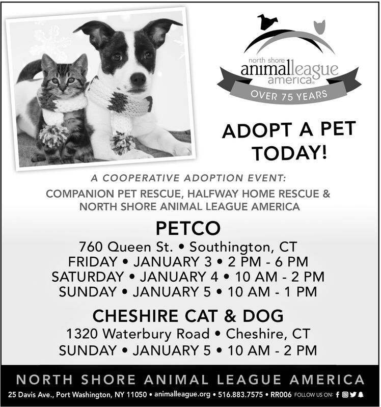 dog star rescue best ct dog rescue adopt rescue dog ct on companion pet rescue southington ct