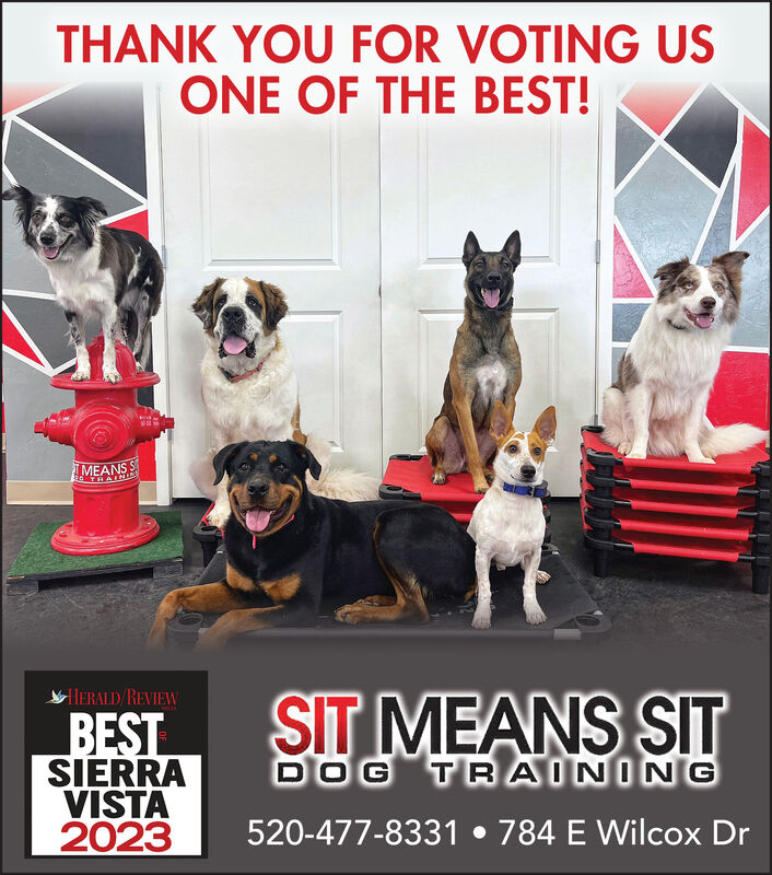 Fun Facts About Your Dogs Nose  Sit Means Sit Dog Training - Aliante &  Summerlin