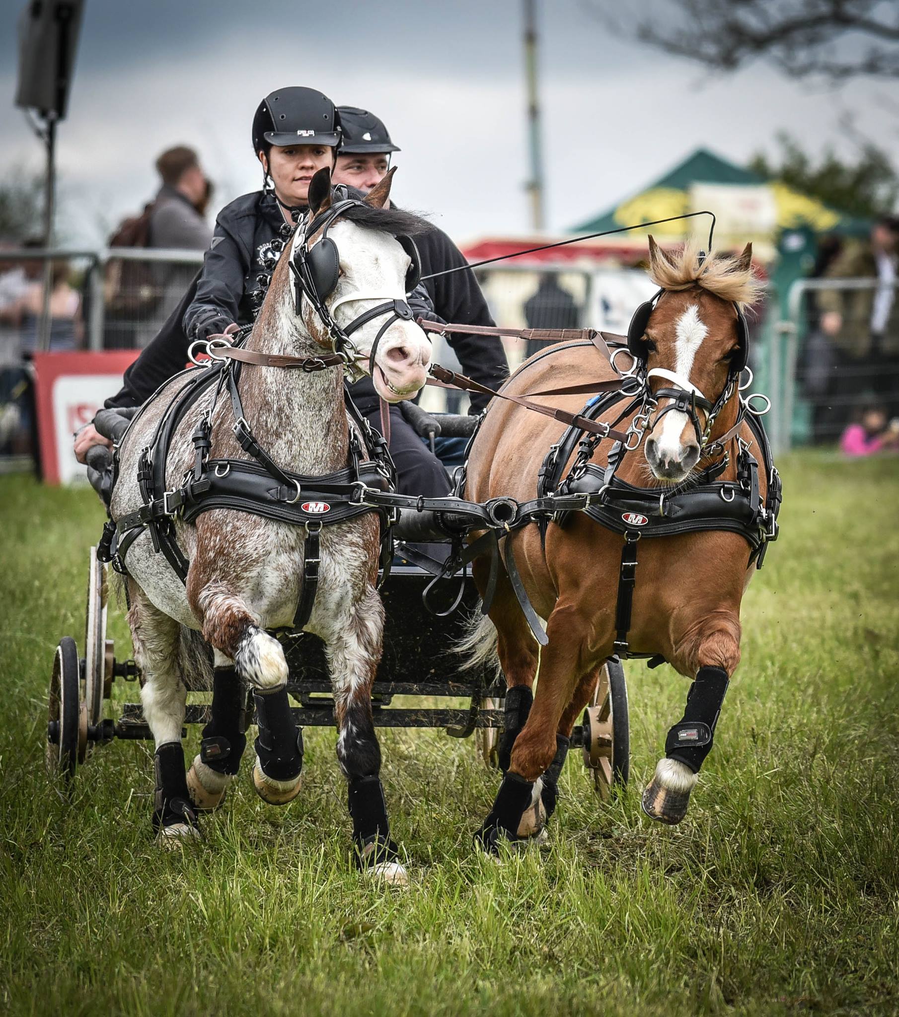 Living Heritage Country Shows in Thame,