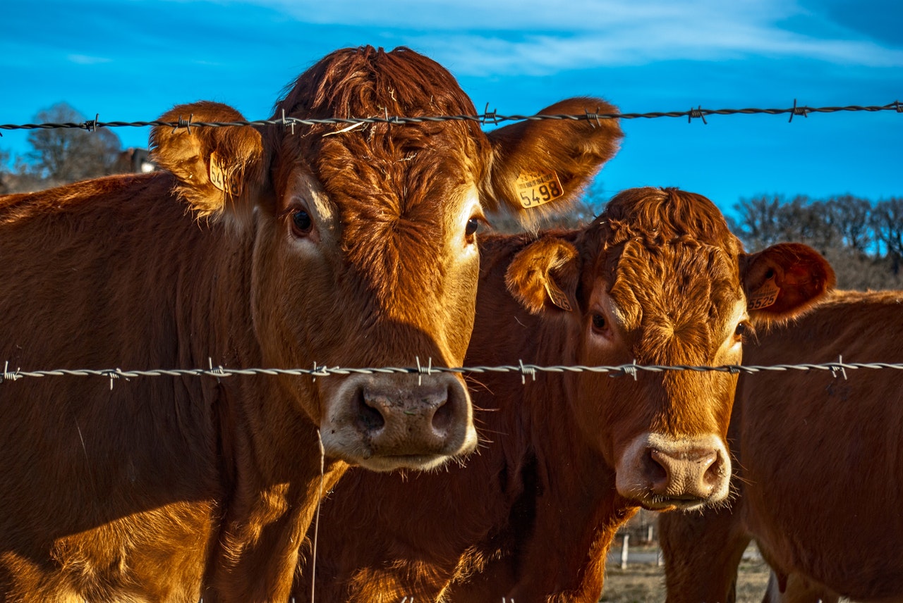 Christensen Simmental in Wessington Springs , SD