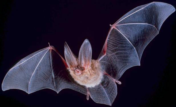 Hilltop Pest Control in Steamboat Springs, CO