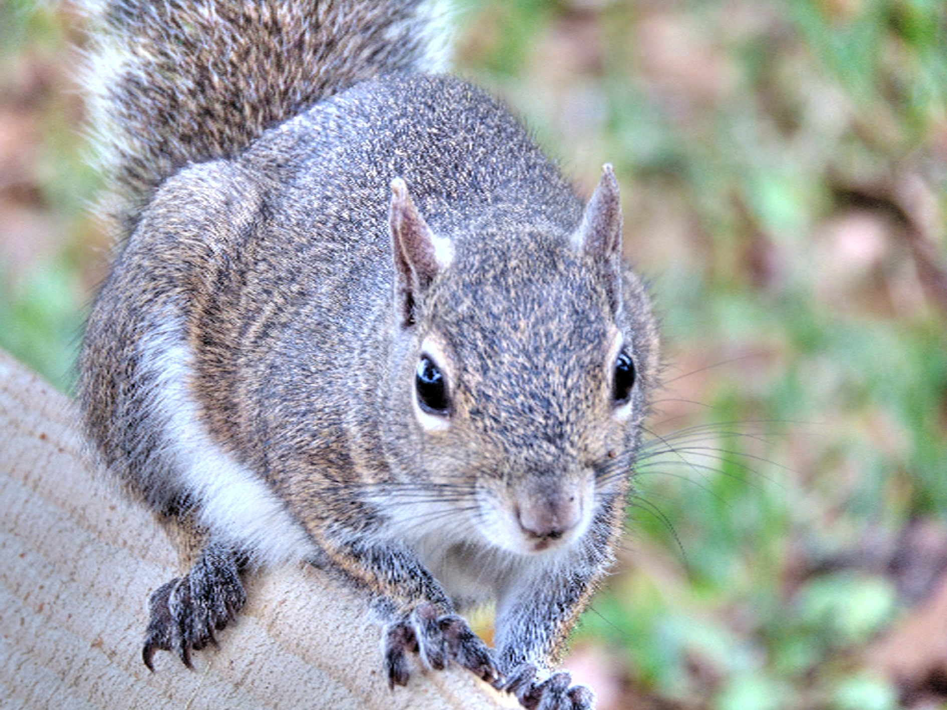Hilltop Pest Control in Steamboat Springs, CO