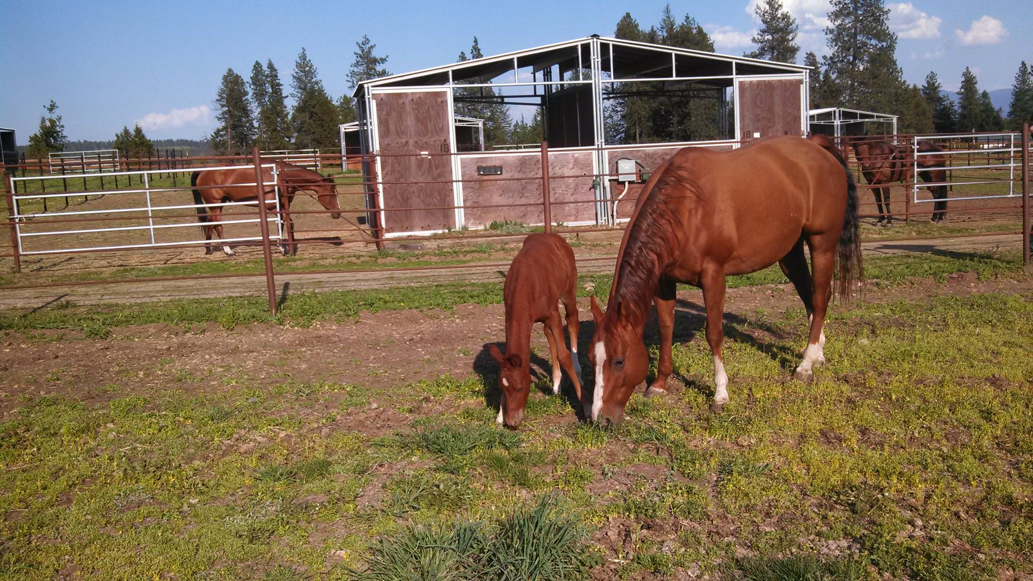 Diamond Pine Ranch in Deer Park, WA